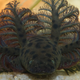 A reticulated siren from northwestern Florida.